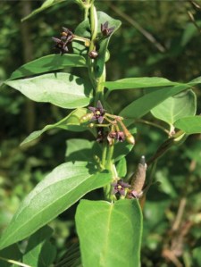 black swallow wort