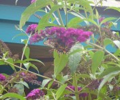 Butterfly-on-butterfly-bush