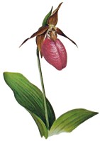 Pink Lady's Slipper ~ Club Flower