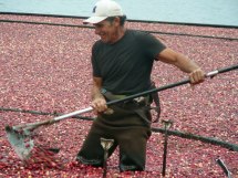 Rounding up the berries