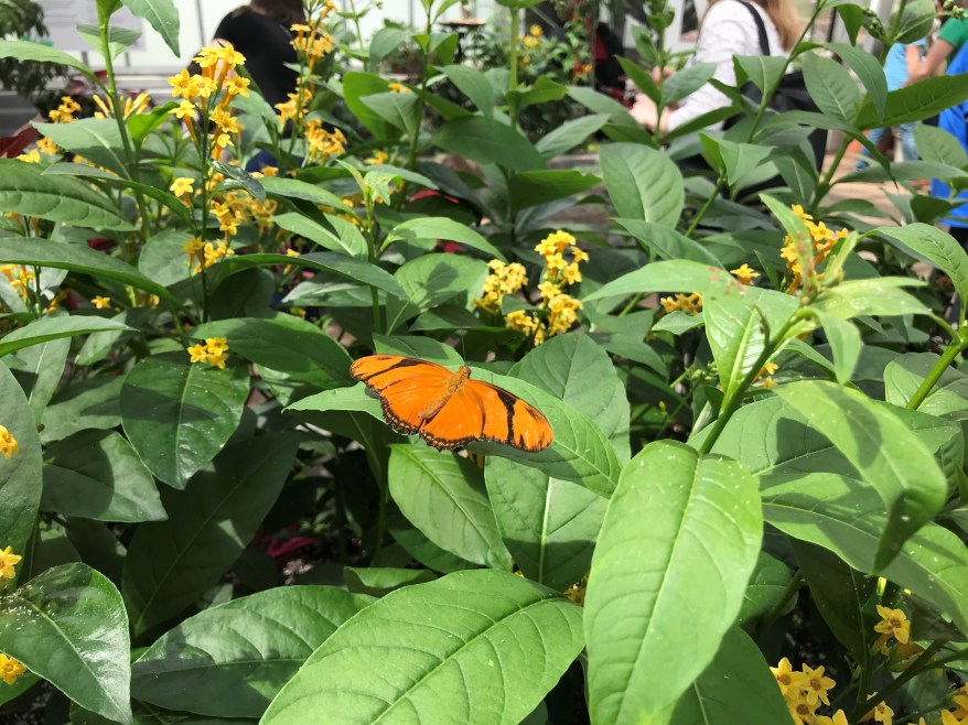Lewis Ginter Butterfly Conservatory Richmond Virginia